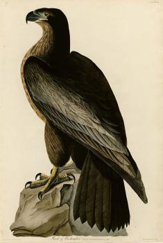 Bird of washington
